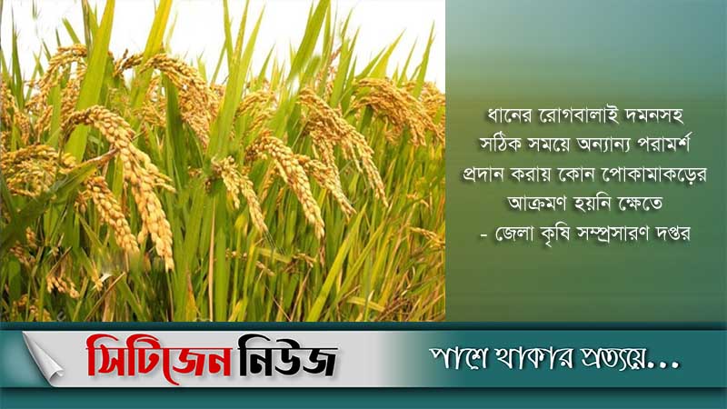 আমনের বাম্পার ফলনে কৃষকের হাসি