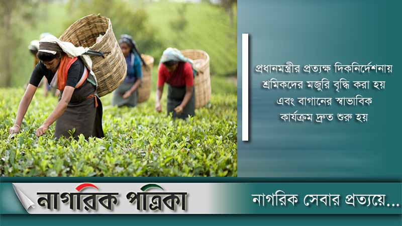 চা উৎপাদনের নতুন রেকর্ড