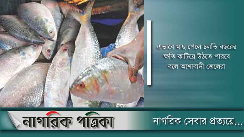 নিষেধাজ্ঞা শেষ: ঝাঁকে ঝাঁকে মিলছে ইলিশ