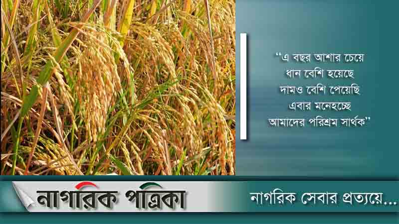 আমনের বাম্পার ফলনে কৃষকের সোনালি হাসি