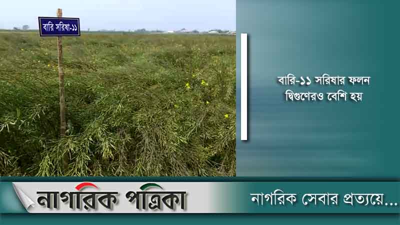 চরাঞ্চলে সরিষার বাম্পার ফলন