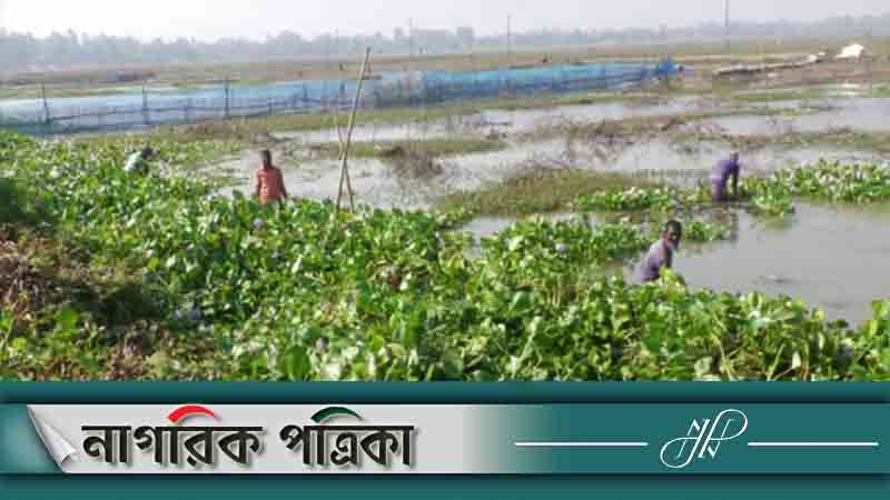 কচুরিপানায় কৃষকের খরচ বাড়ল ৪ কোটি টাকা