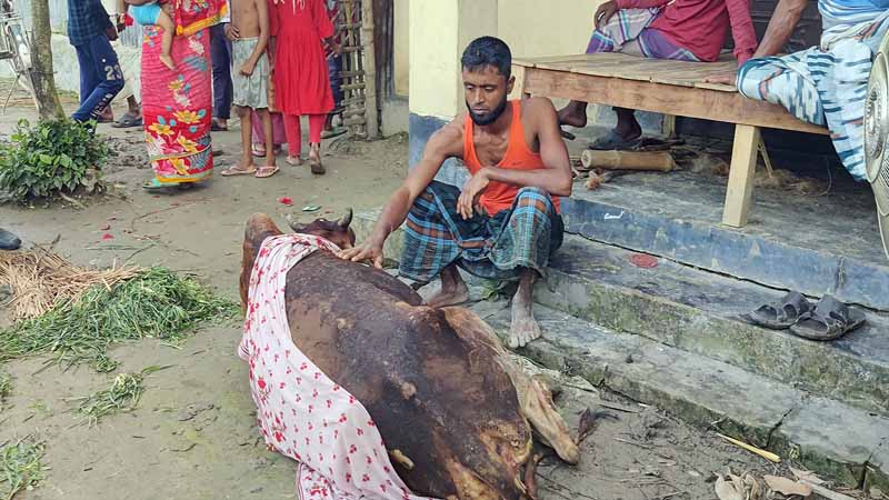 গোয়াল ঘরে আগুনে পুড়ে ছাই হলো কৃষকের স্বপ্ন