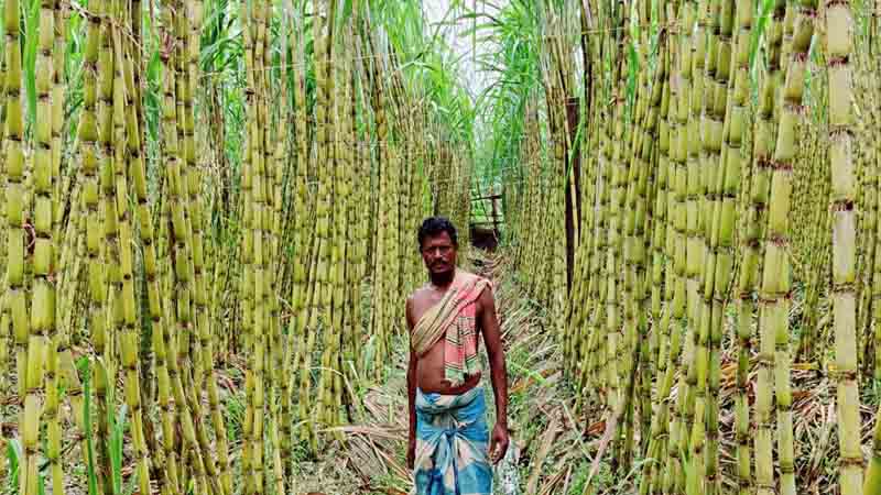 আখ চাষে স্বাবলম্বী কৃষক