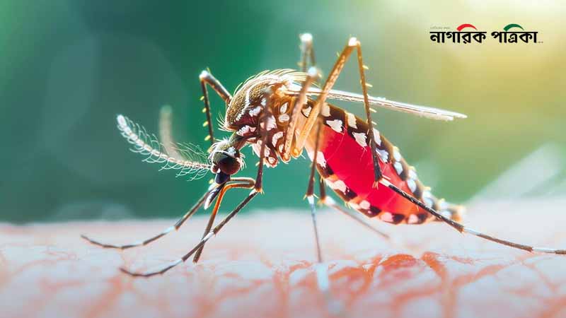ডেঙ্গু পরিস্থিতি উদ্বেগজনক